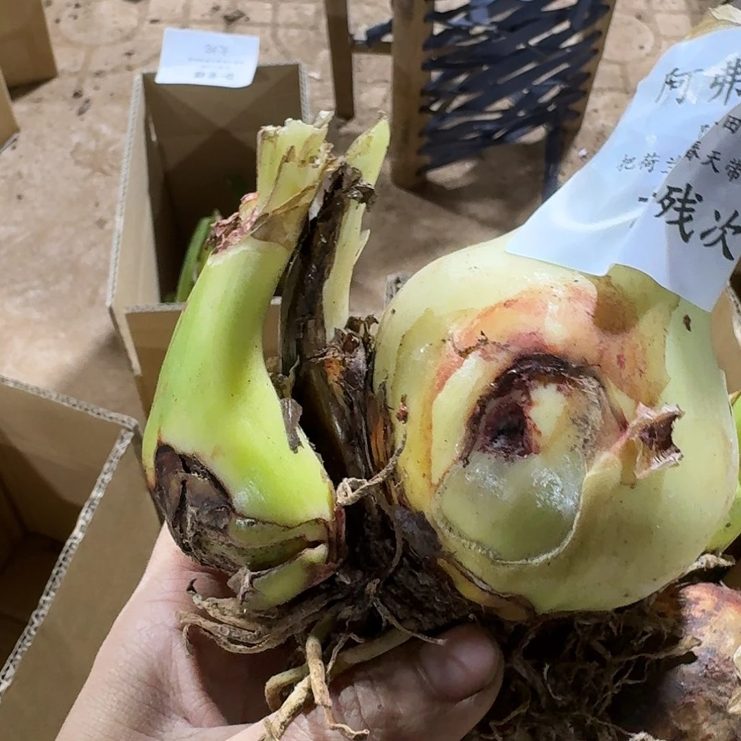 阿弗勒7+带侧开花球发发