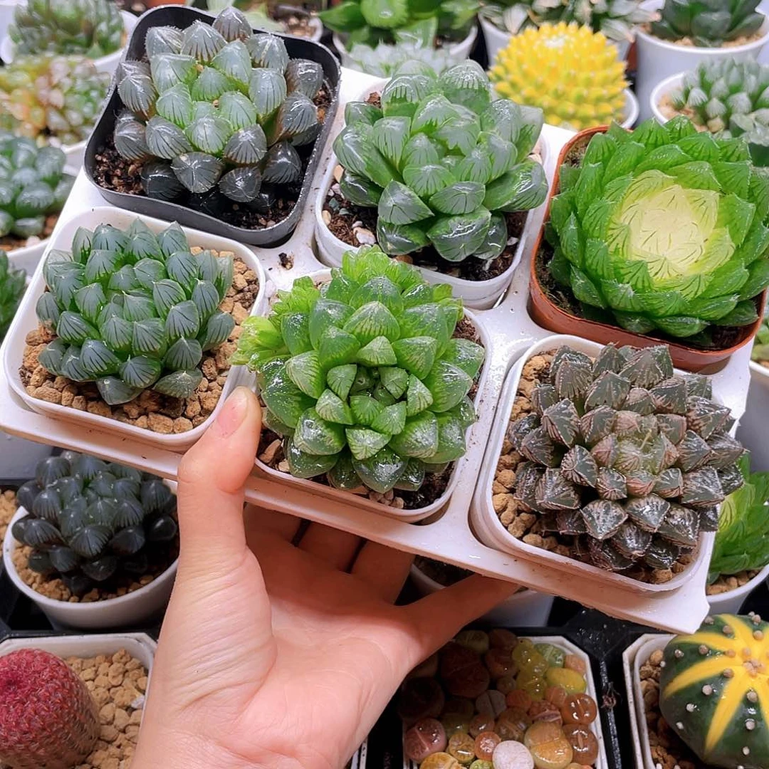 玉露六件套多肉，原盆