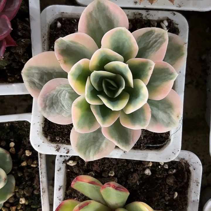 星娜塔玫瑰锦多肉