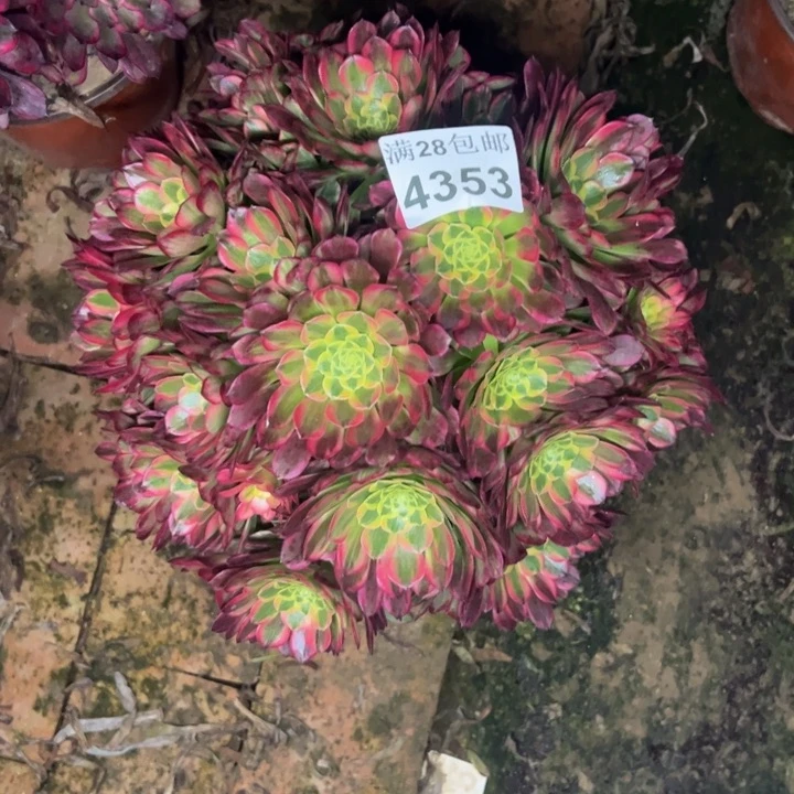 4353朝霞多肉植物
