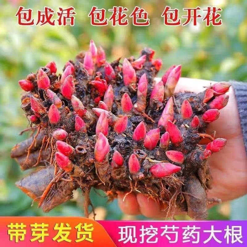 多季开花浓香型芍药花卉易活芍药球根大花室内外盆栽阳台庭院地栽