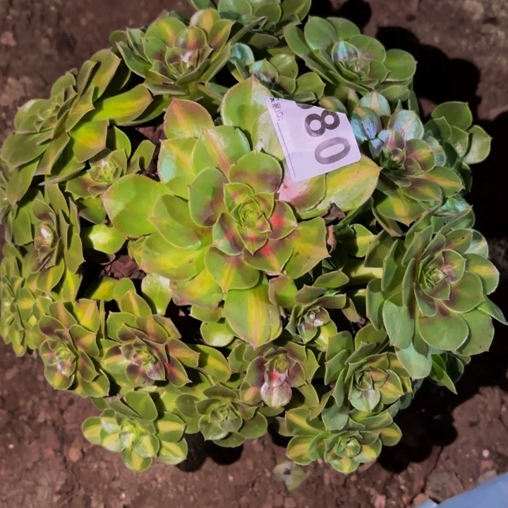 680雨荷多肉植物不售后中班