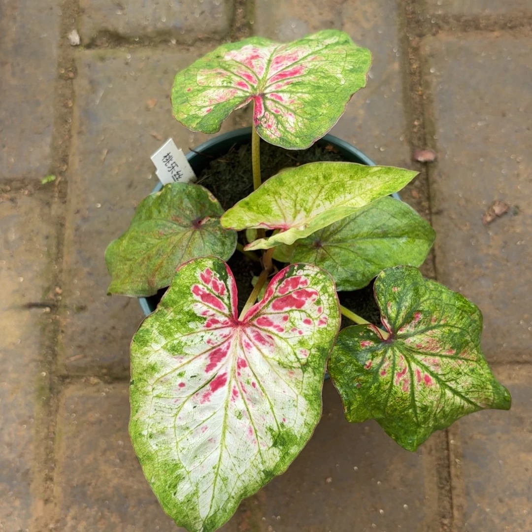 桃乐滋泰国99-1121