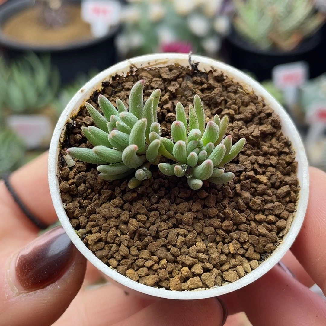 晶珊瑚仙人球多肉植物