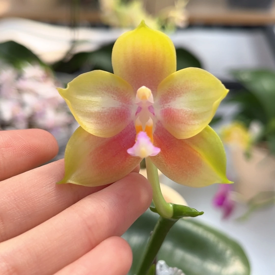 完全开放4寸鹰隼彩虹开花株
