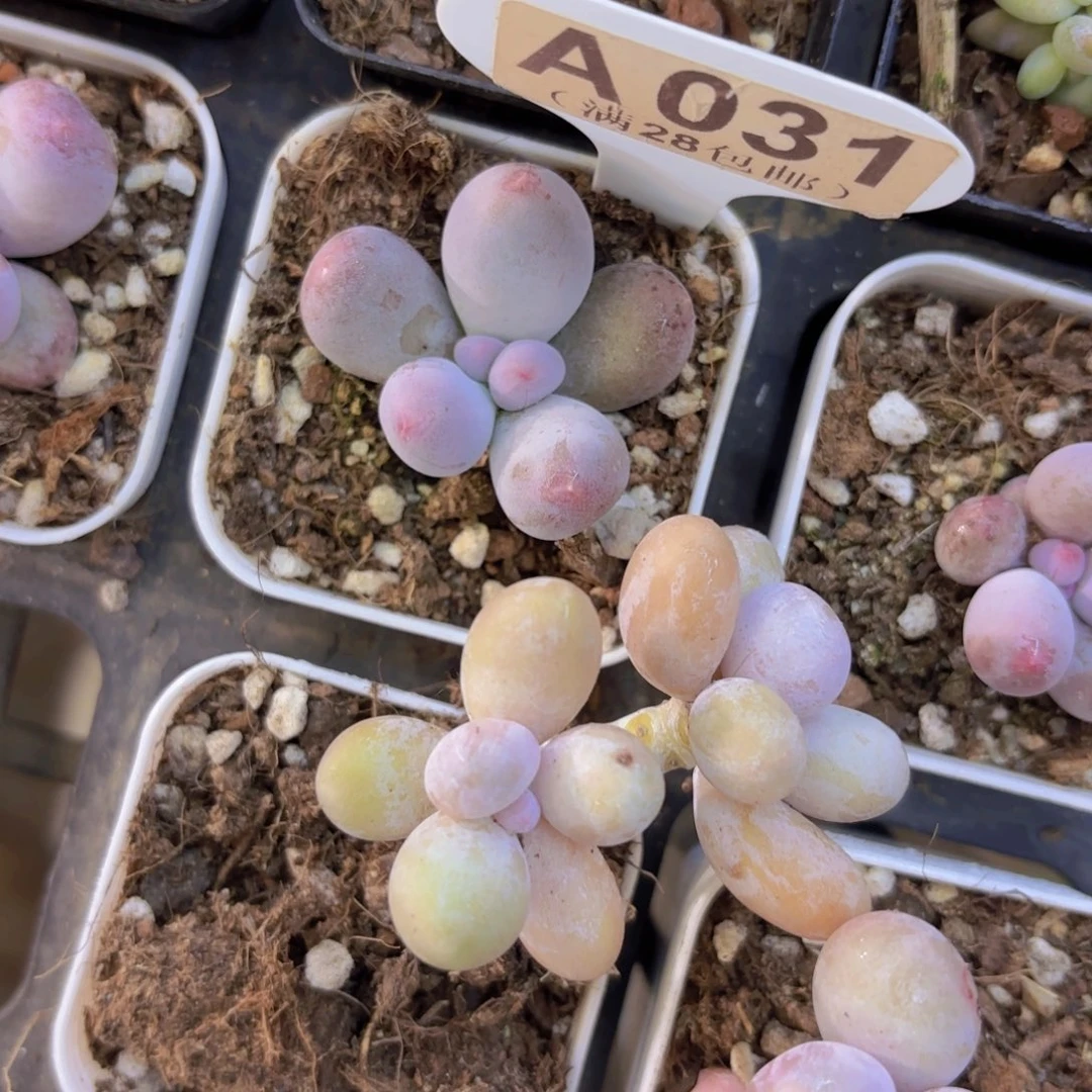 A031Mike奶一物一拍