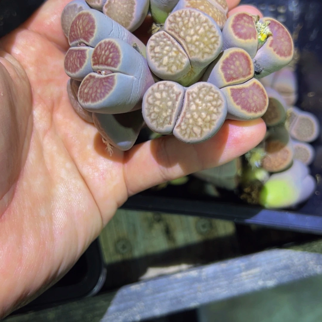 ^***年284 一物一拍，默认有伤，介意勿拍，不退不换