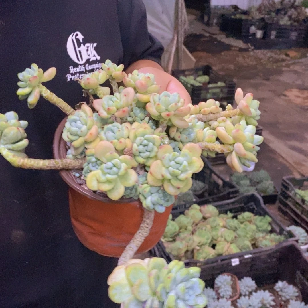 劳尔整桩整群老桩