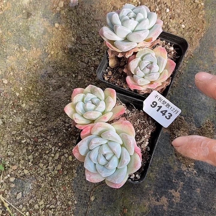 阿雅园艺。       9143