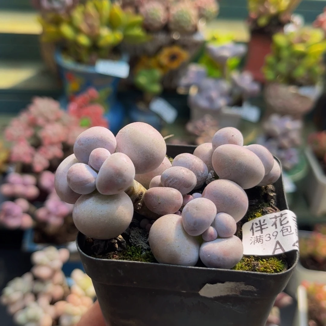 417芭比奶酪5cm多肉