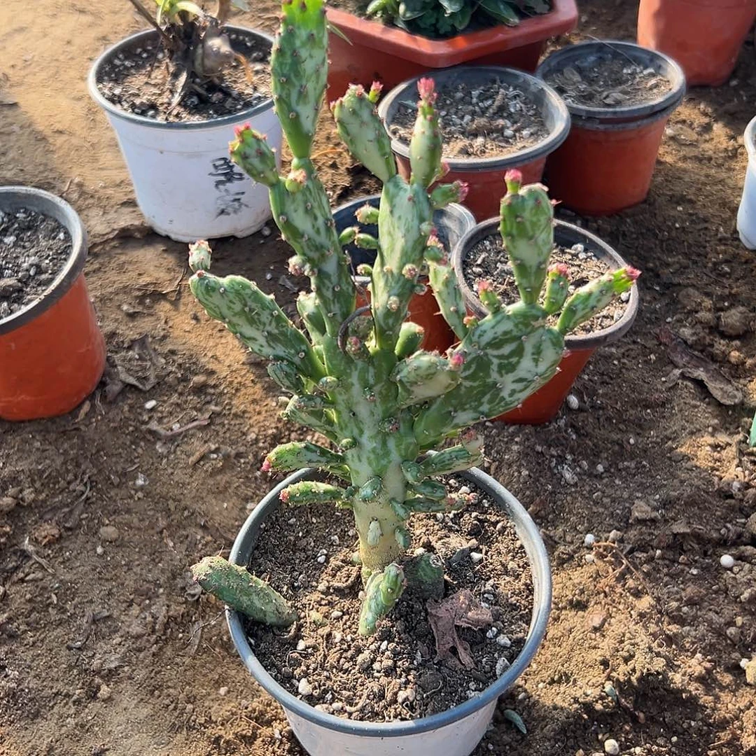 多肉植物彩扇多肉