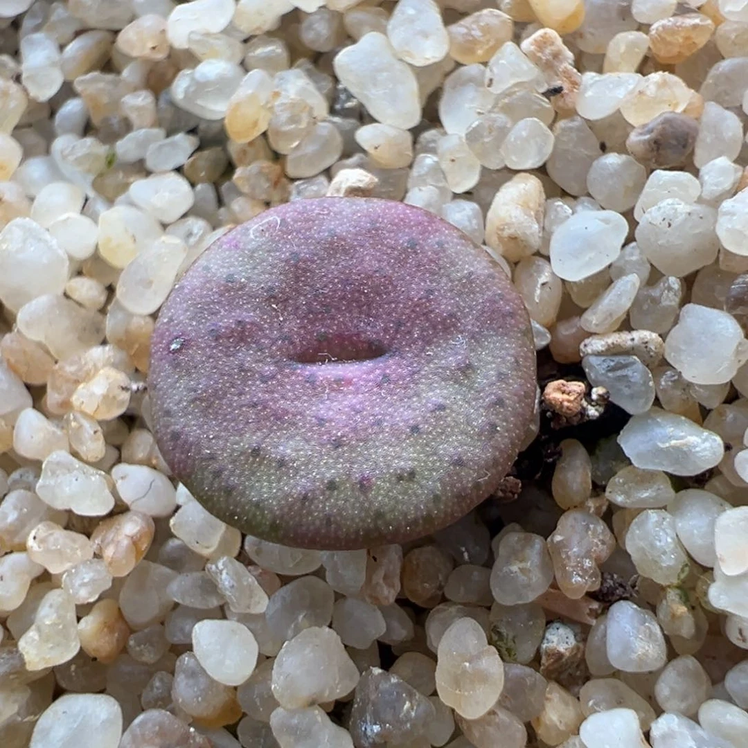 760优选金币一颗