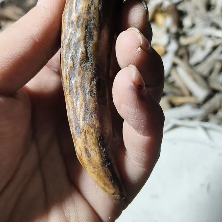 天***行非金属无鹿角鹿角鹿角