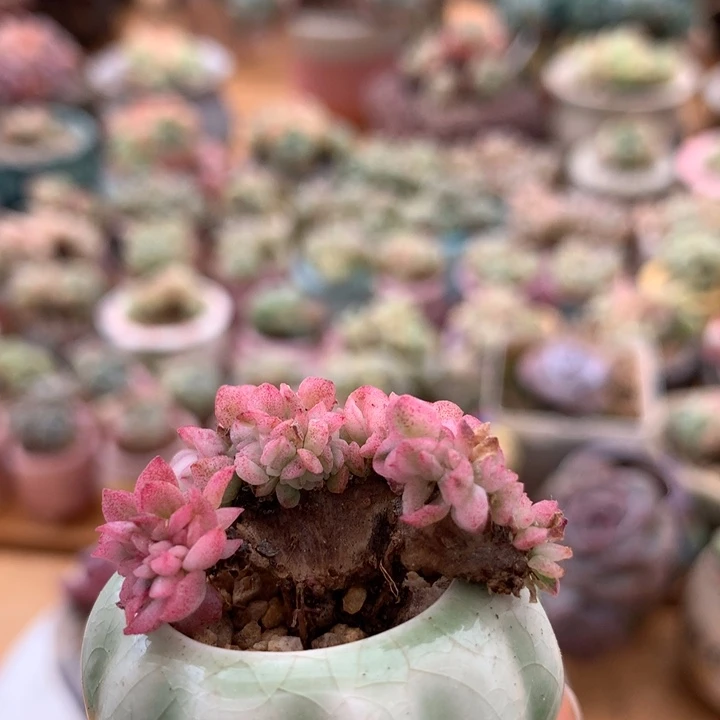 紫罗兰锦缀   002