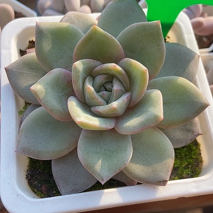 多肉植物德国香槟842