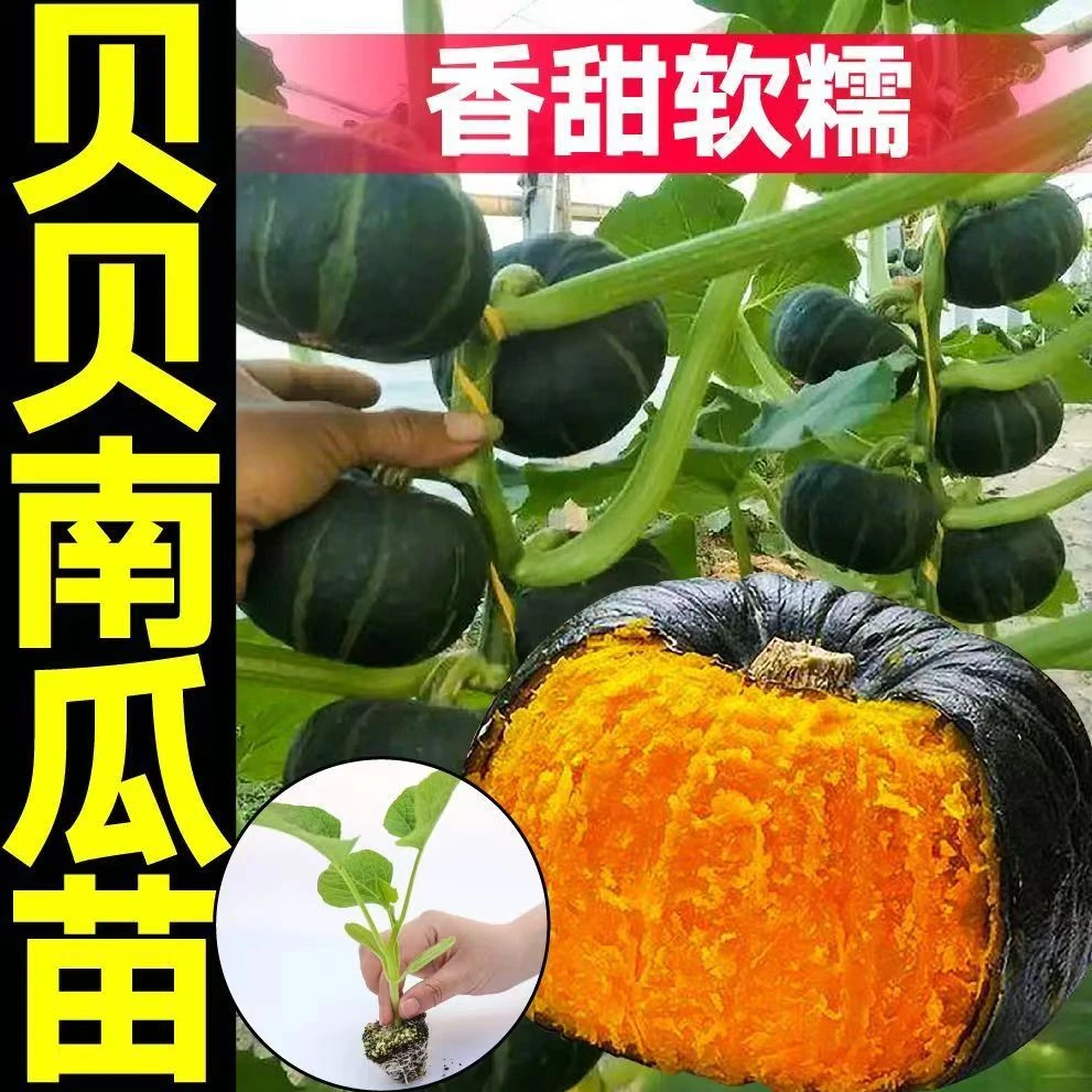 南瓜苗秧苗带土贝贝南瓜专吃尖南瓜藤种苗四季蔬菜苗板栗南瓜苗