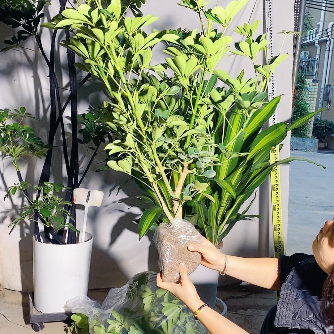 无花朵鸭脚木四季常青室内绿植