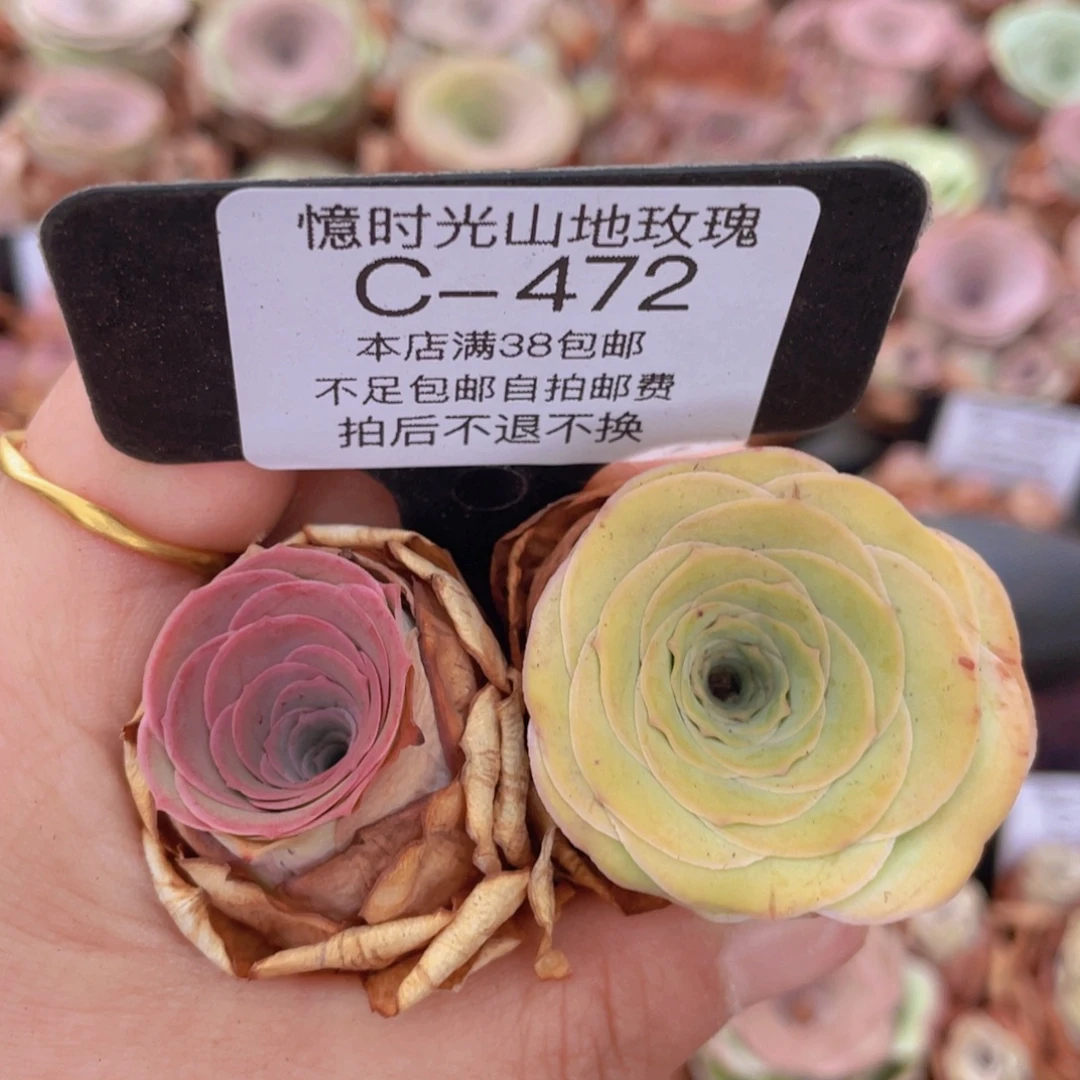 山地玫瑰C472裸根发货断枝不包损不售后