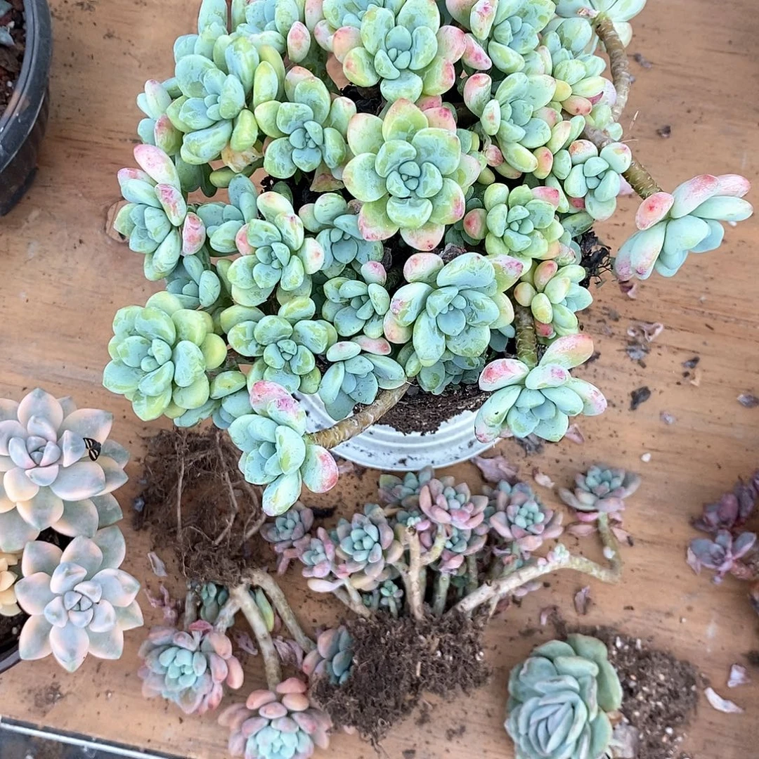 尼***花劳尔1颗多肉植物脱土