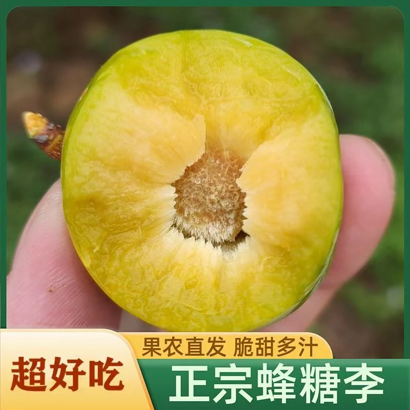 正宗贵州蜂糖脆李脆甜爽口蜂蜜脱骨李子