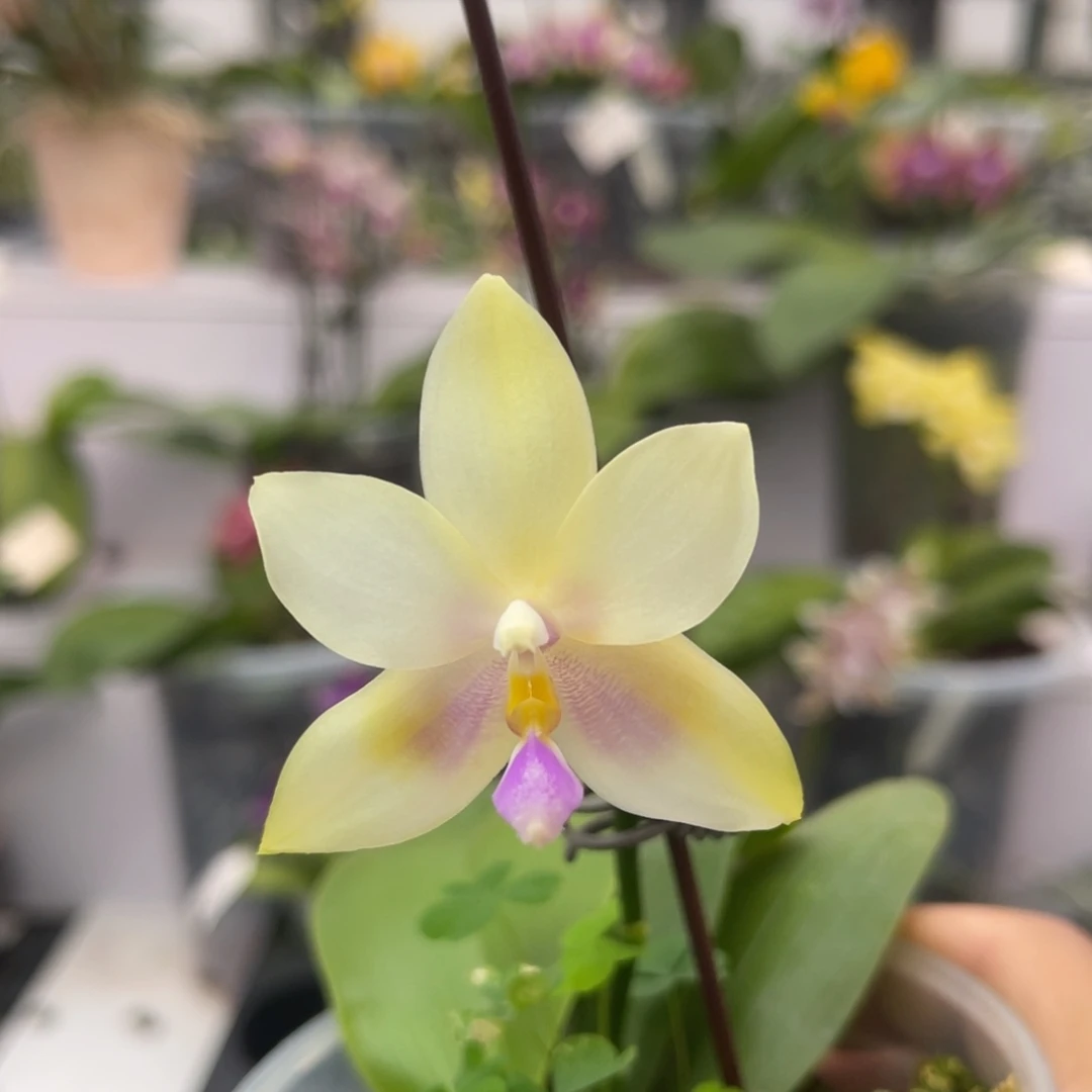 完全开放1198 3寸香妃 一物一拍