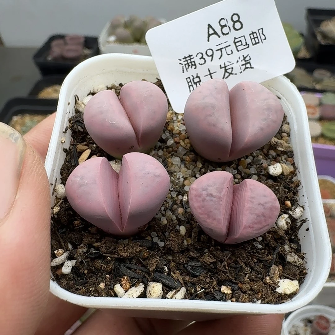 88红菊哈哈哈哈哈