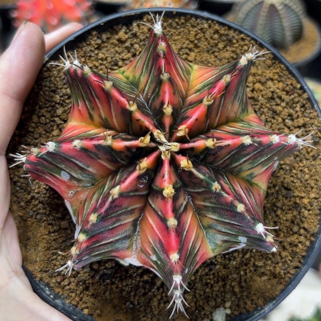 小白兔实生后代——————-