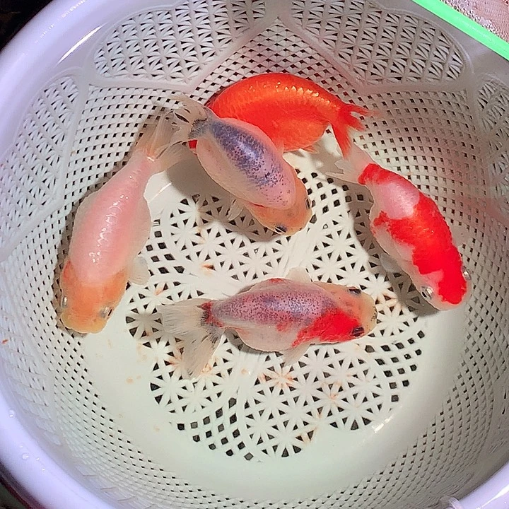 金鱼开箱视频包损，3+2条被损