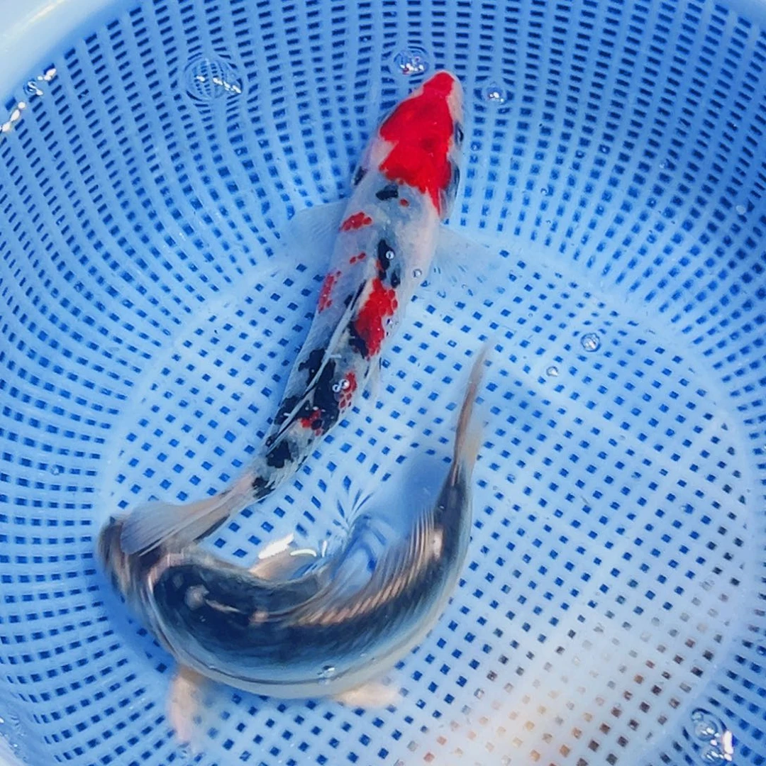锦鲤锦鲤观赏鱼2111