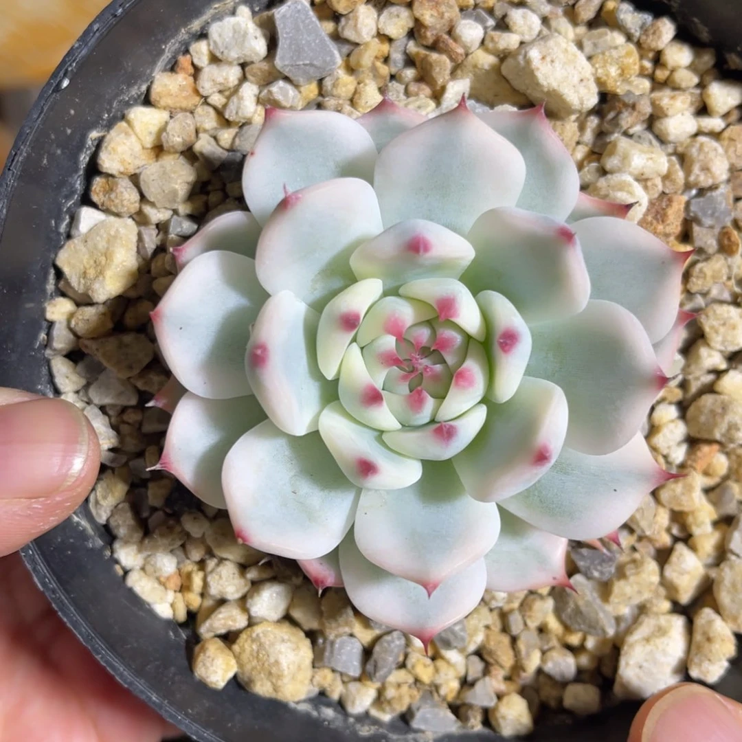 吉娃娃锦 一物一拍不支持退换