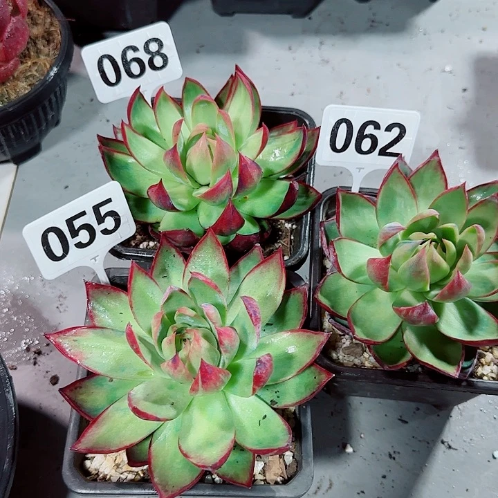 用***实惊鸿仙子一物一拍三颗