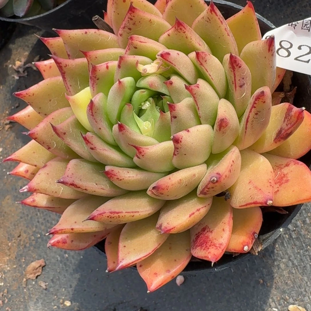 2829杂交多肉植物基地12冠