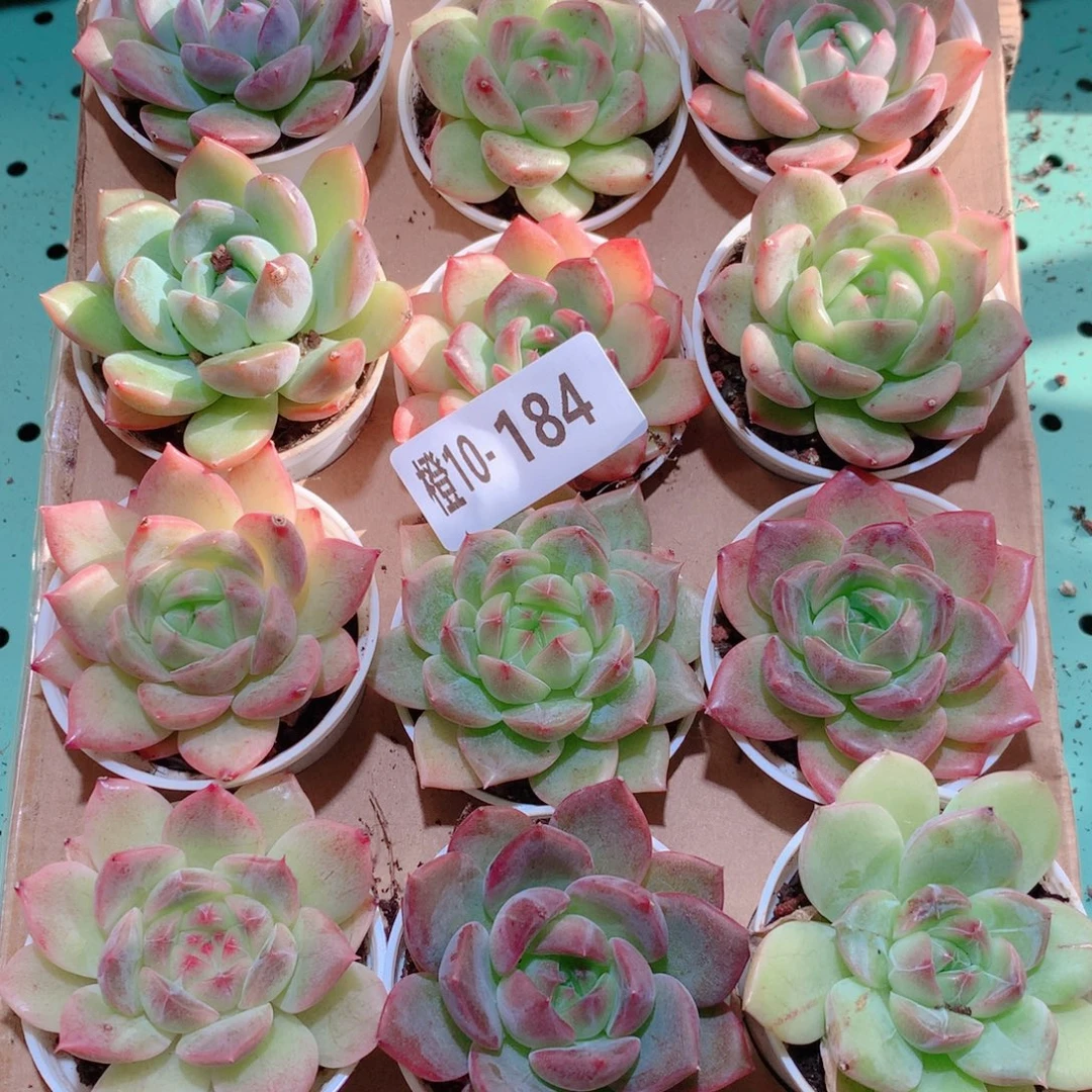 10-184一物一拍多肉带盆18颗