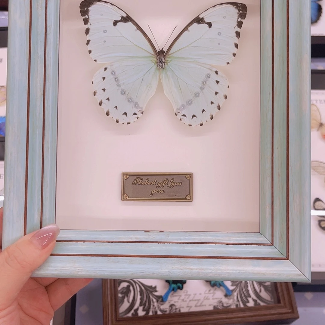 蜡*肯特白闪蝶带框蓝色1号