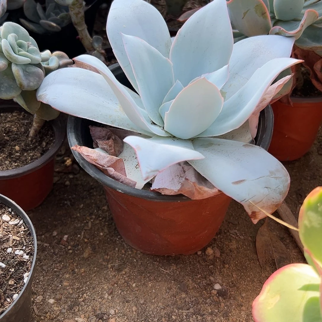 多肉植物多肉植物