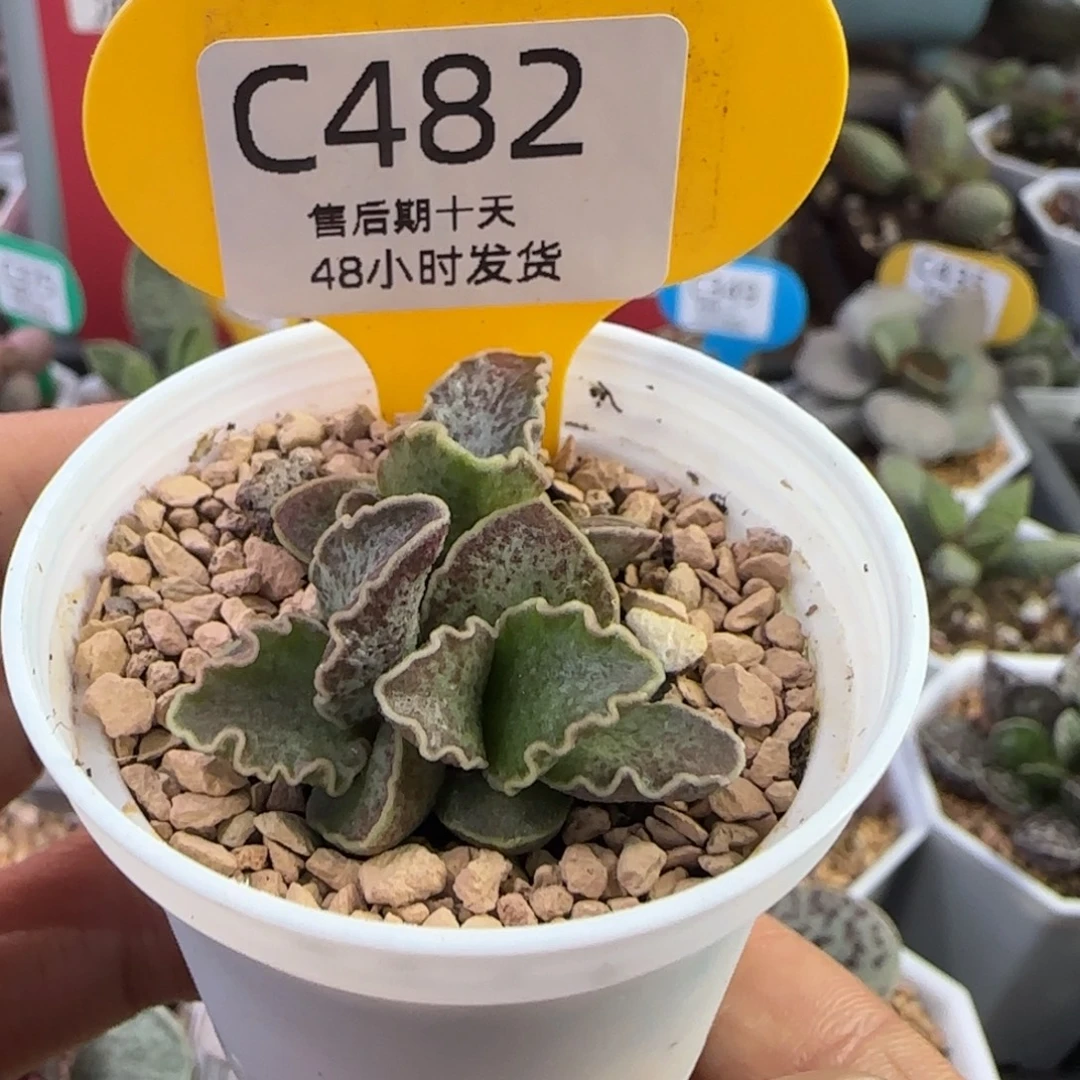 *****大波浪园艺1号。  482。