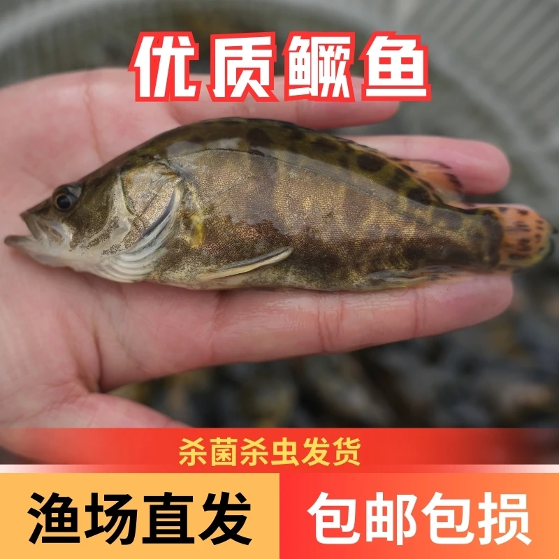 【活体】优质桂花鳜鱼 翘嘴鳜鱼 白鳜鱼观赏鱼淡水鱼大型渔场直发