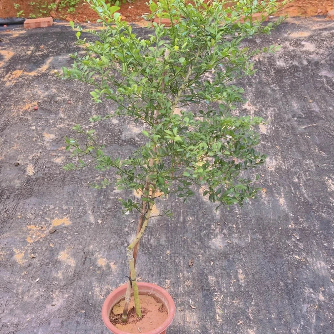 绿植盆栽植物花卉
