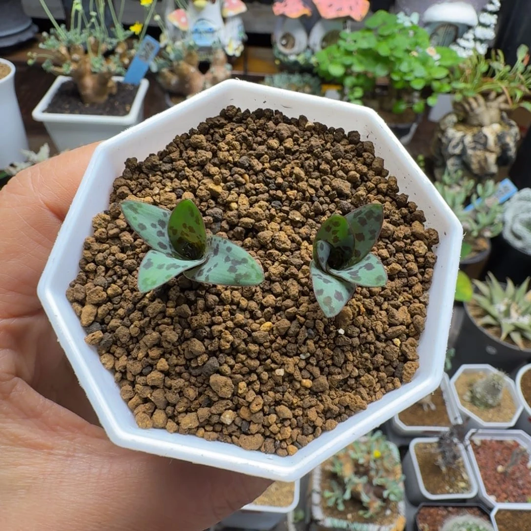 秀丽立金花520(脱土发)