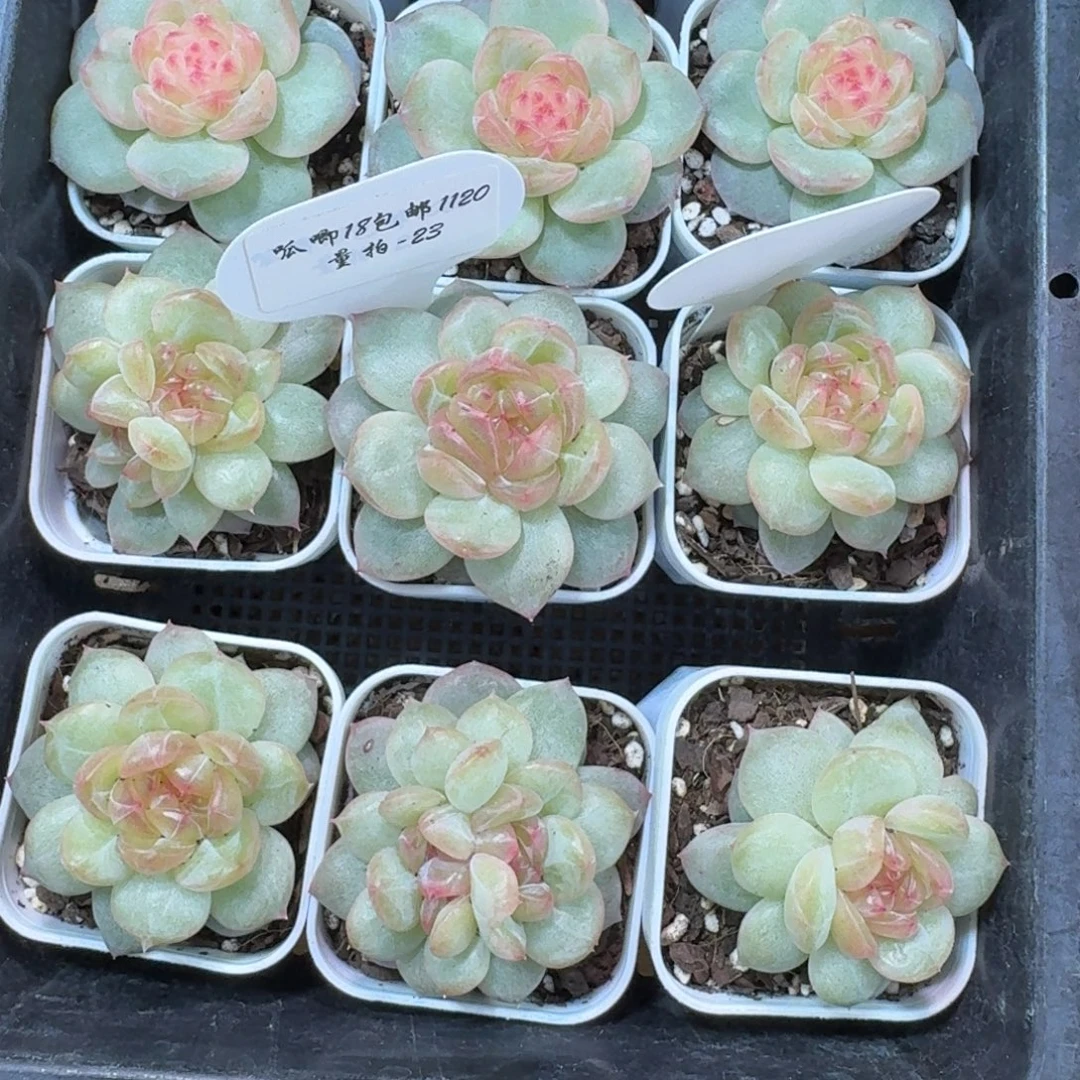 1120-023-海洋之星a一颗量拍