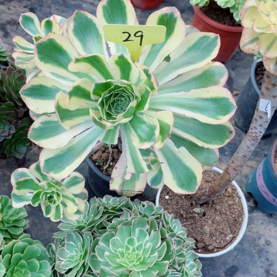 29燕姿锦多肉植物