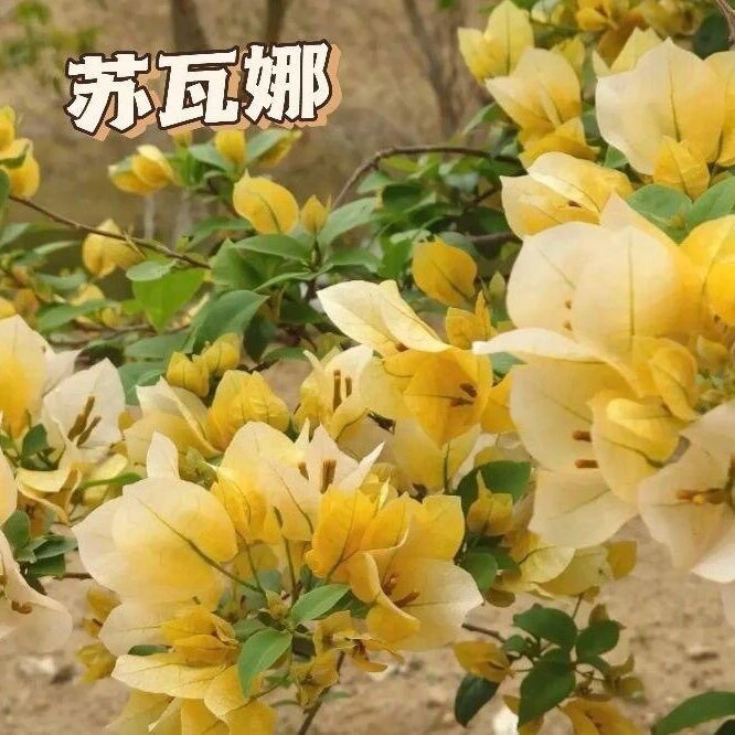 苏瓦娜三角梅  原生袋苗包对版不包huo 无售后