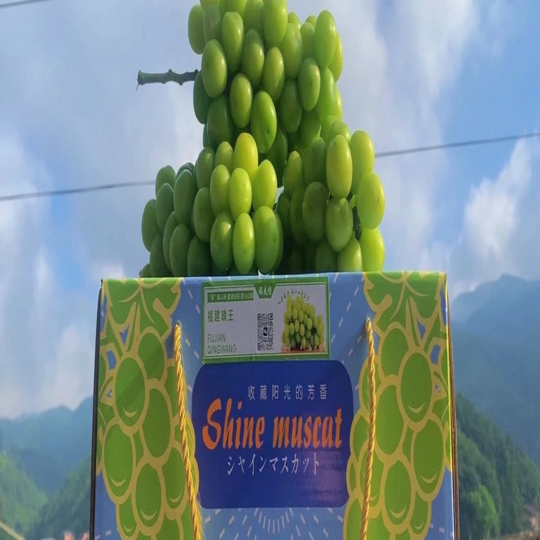 正宗阳光玫瑰晴王葡萄整串新鲜脆甜无籽应季水果