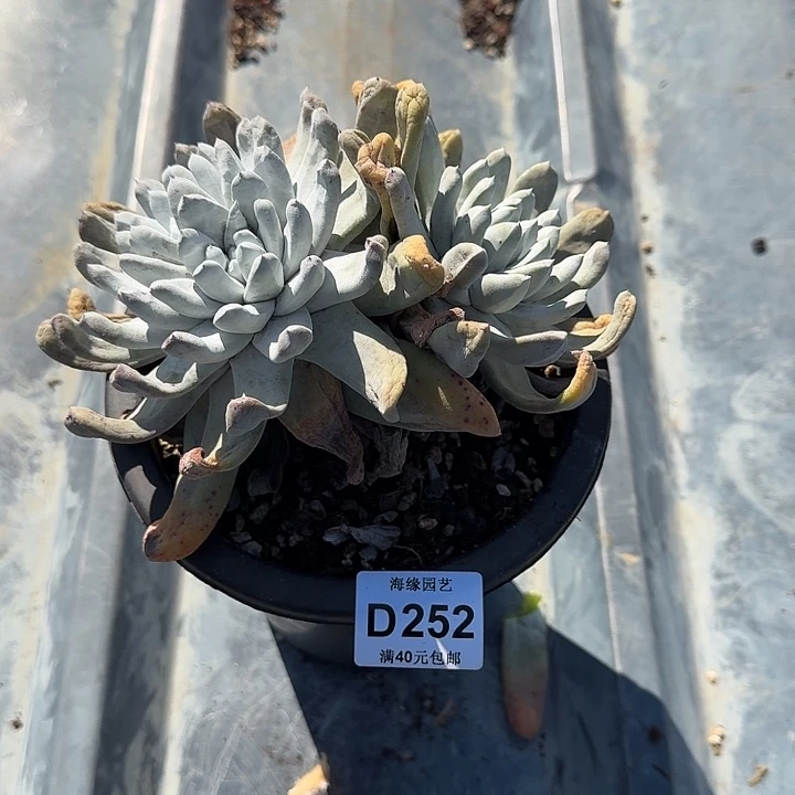 冰*拇指仙女杯多肉植物