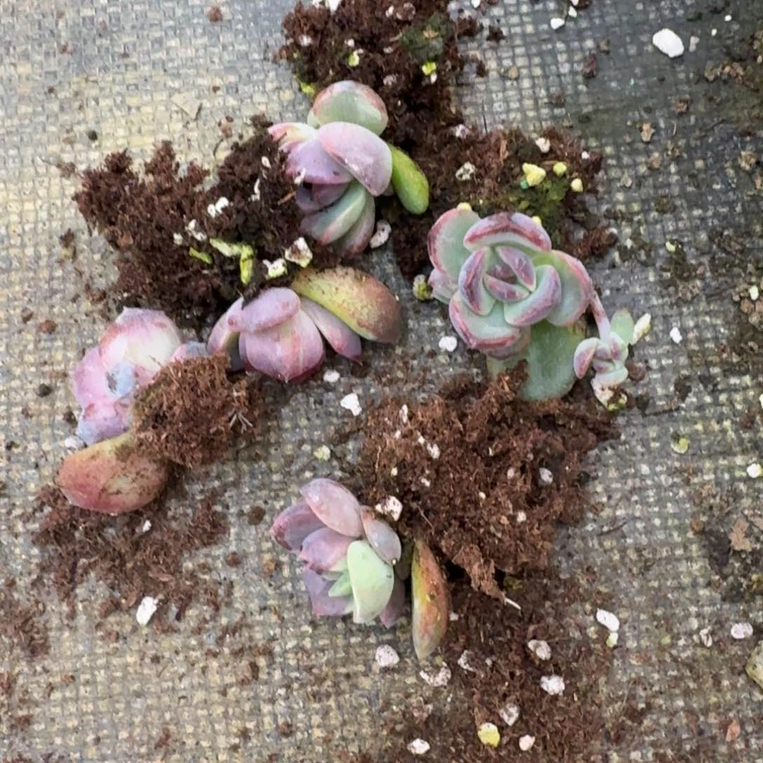 带桩子黑水晶杂交一颗量拍26-119