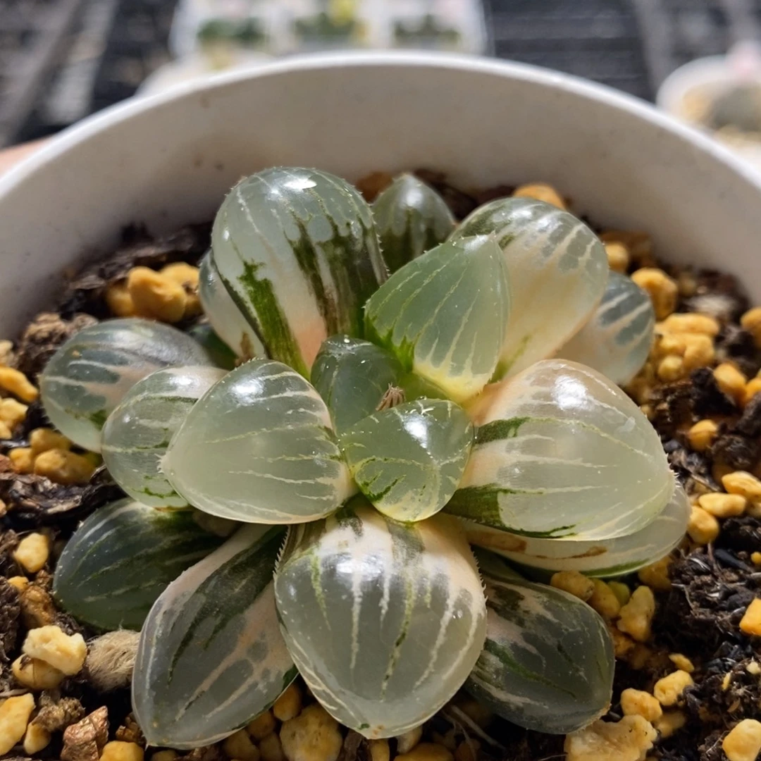 107号糯玉露锦多肉