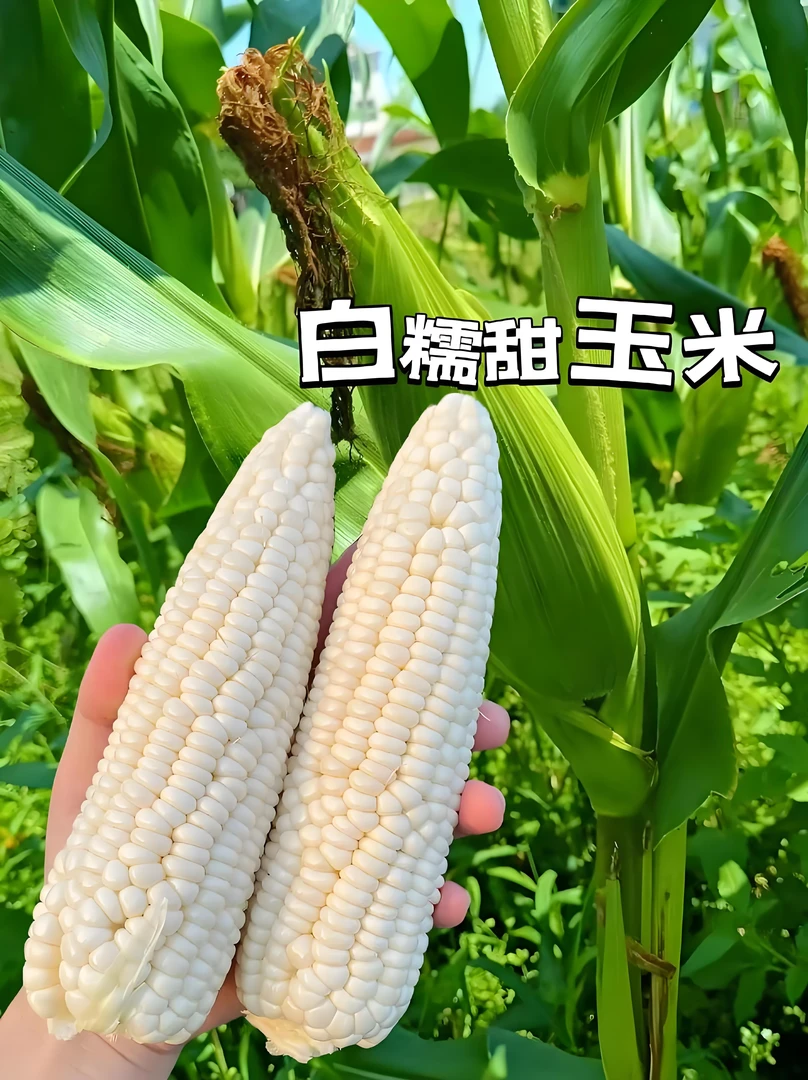 农村自种本地的水果玉米白糯玉米