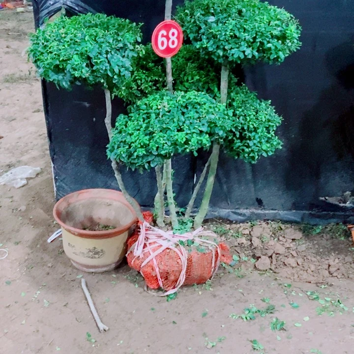 不开花植物一物一拍一物一拍
