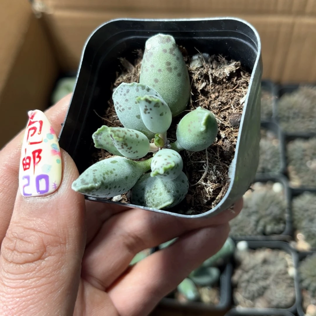 小海豹单头发货有根发货