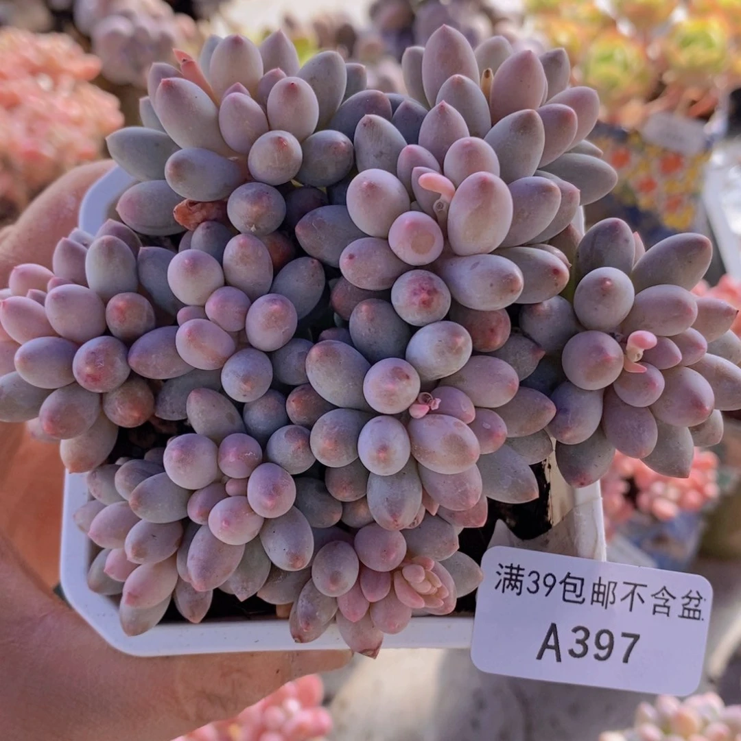 婴儿手指10cm397多肉植物